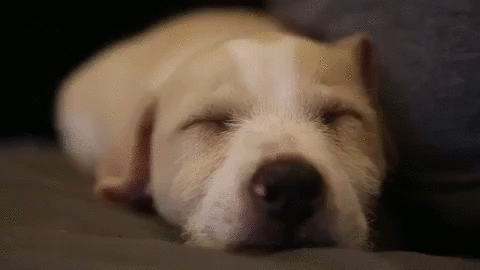 Sleeping golden retriever puppy