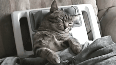 Cat relaxing, getting massage