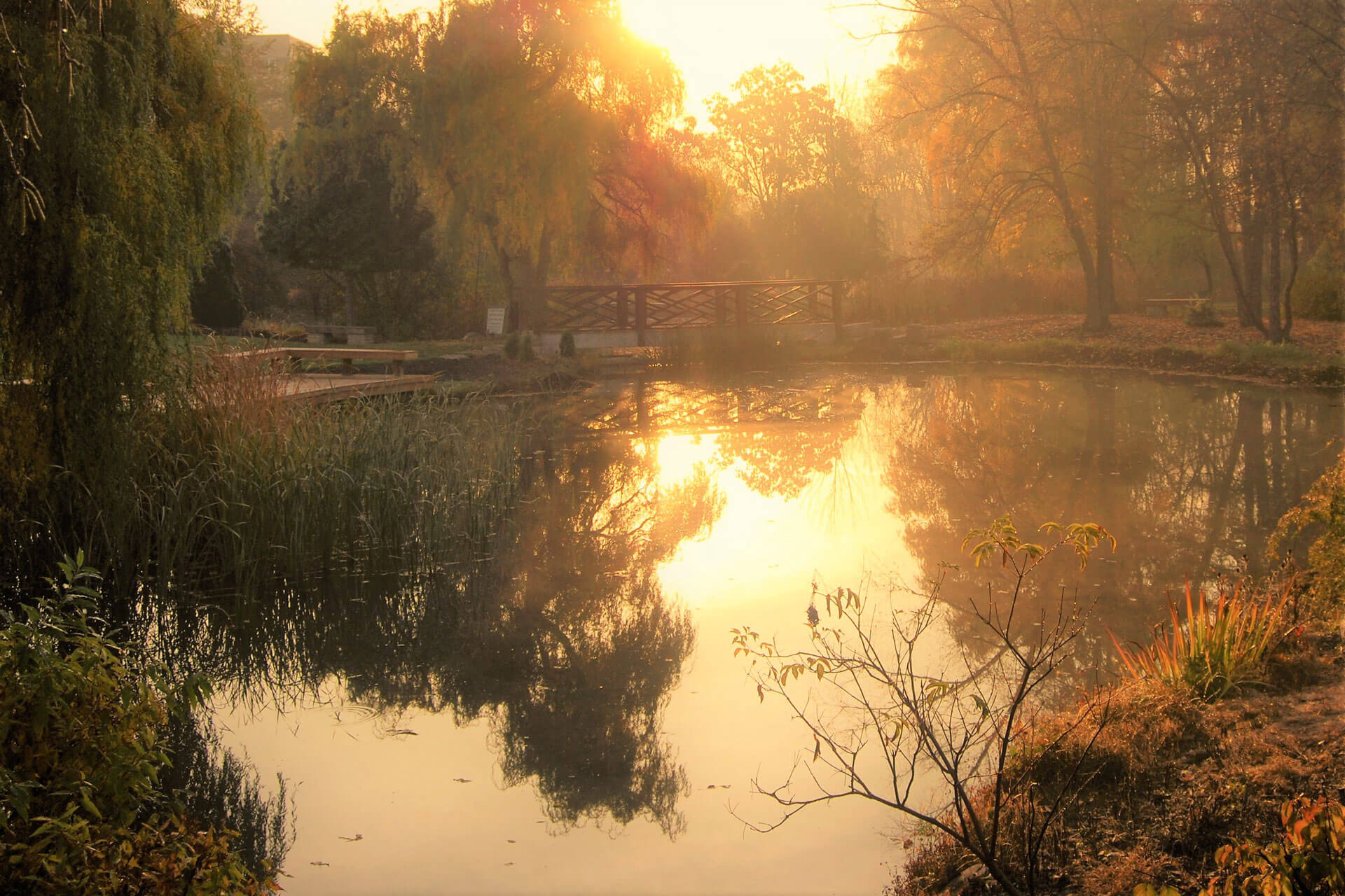A photo of Humber College's Arboretum during Sunset in Spring. A small wooden bridge over a large pond is featured.