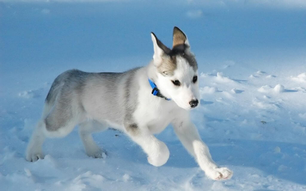 canadian eskimo dog 