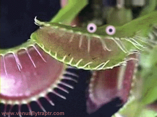 A Venus flytrap with googly eyes on it