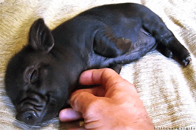 A baby pig smiles as as a person scratches its belly.