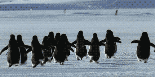 Penguin's running away