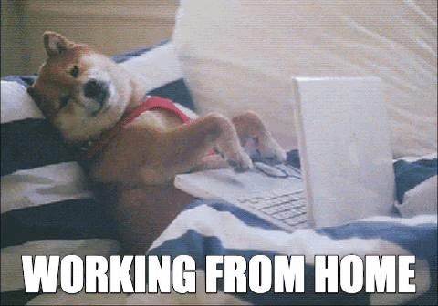 Dog in bed working from home