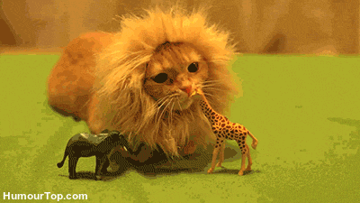 Cat dressed up as a lion biting toy giraffe
