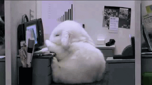 Bunny falling over at mini cubicle office