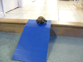 A turtle slides down a blue ramp.