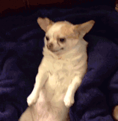A chihuahua is startled by snacks falling onto it.