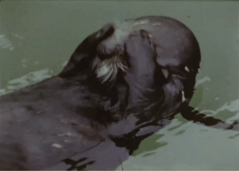 Otter rubbing face
