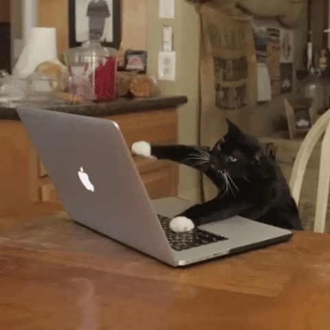 A cat types on a computer.