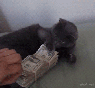 Cat swatting hand away from wad of cash