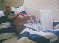 Shiba Inu dog laying back and rapidly typing on a laptop.