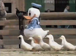 A person in a Donald Duck costume leads a gaggle of actual ducks.