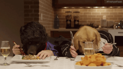 Dogs eating at a dining table.