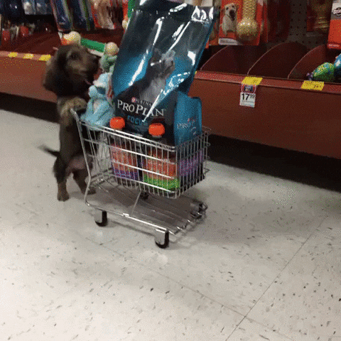 Puppy shopping.