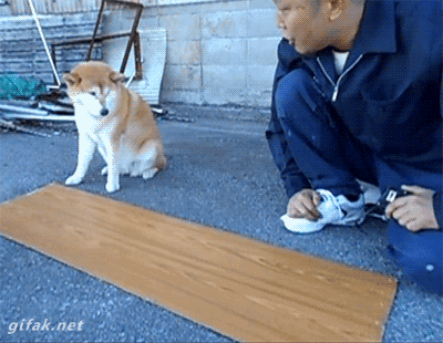 Man measuring wood with a dog watching.