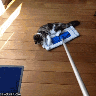 Cats clinging onto sweeper mop and holding on as it cleans floors.