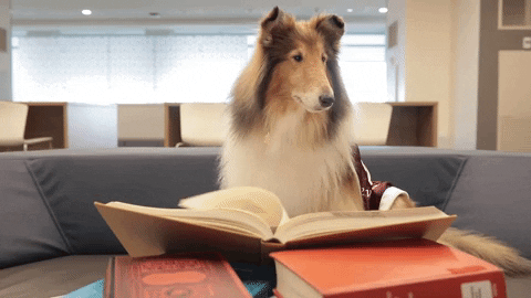 Dog reading in front of a stack of books.