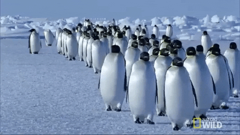 Group of penguins walking in the snow.