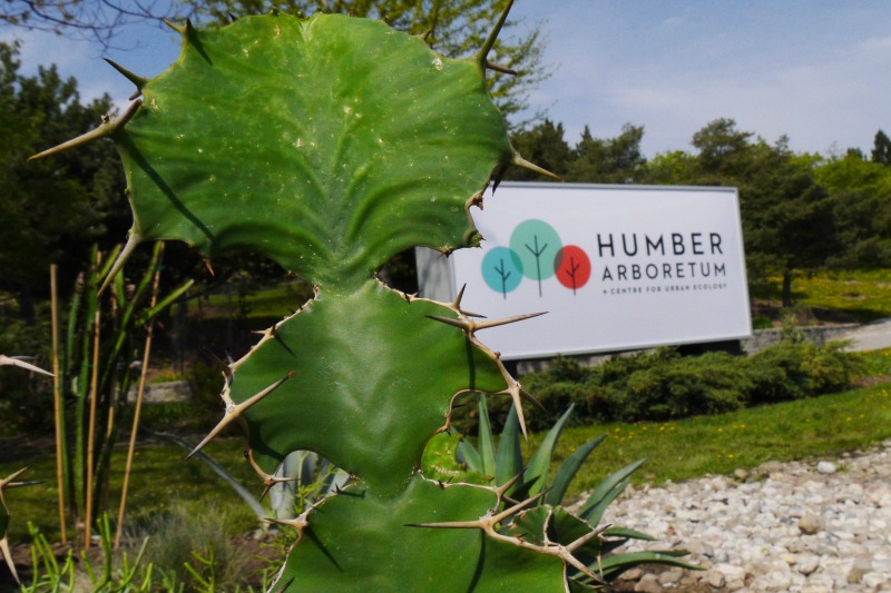 A closeup of a green spiky cactus in front of the "Humber Arboretum" sign. 