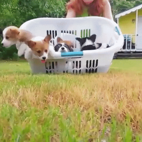 Puppies in a basket.