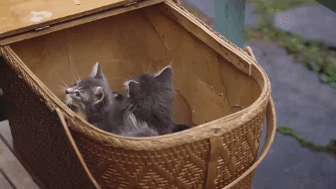 A wooden basket is filled with kittens.
(organize)