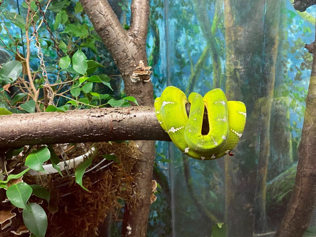 Green snake on brown tree