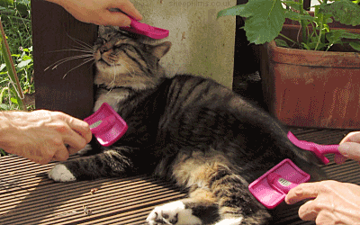 Cat being pampered 