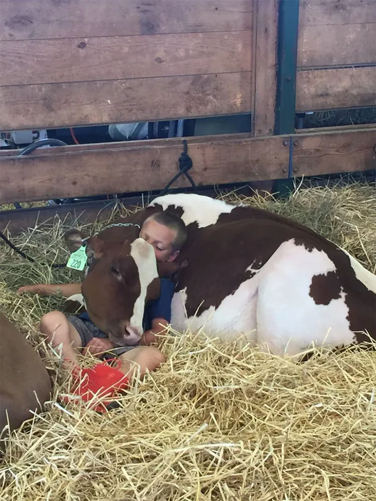 A kid sleeping on a cow