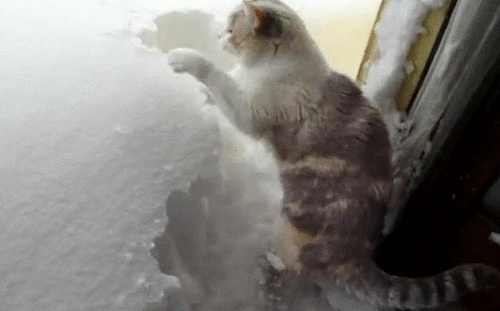A cat frantically digs through snow during winter.
