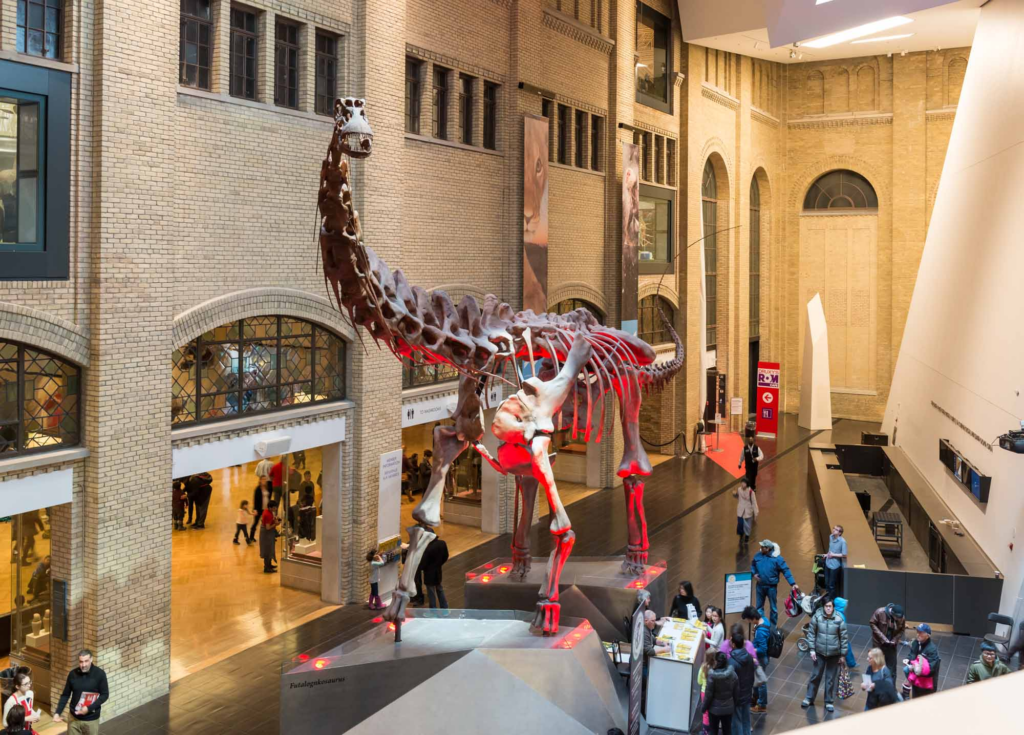 Dinosaur exhibit at a museum.