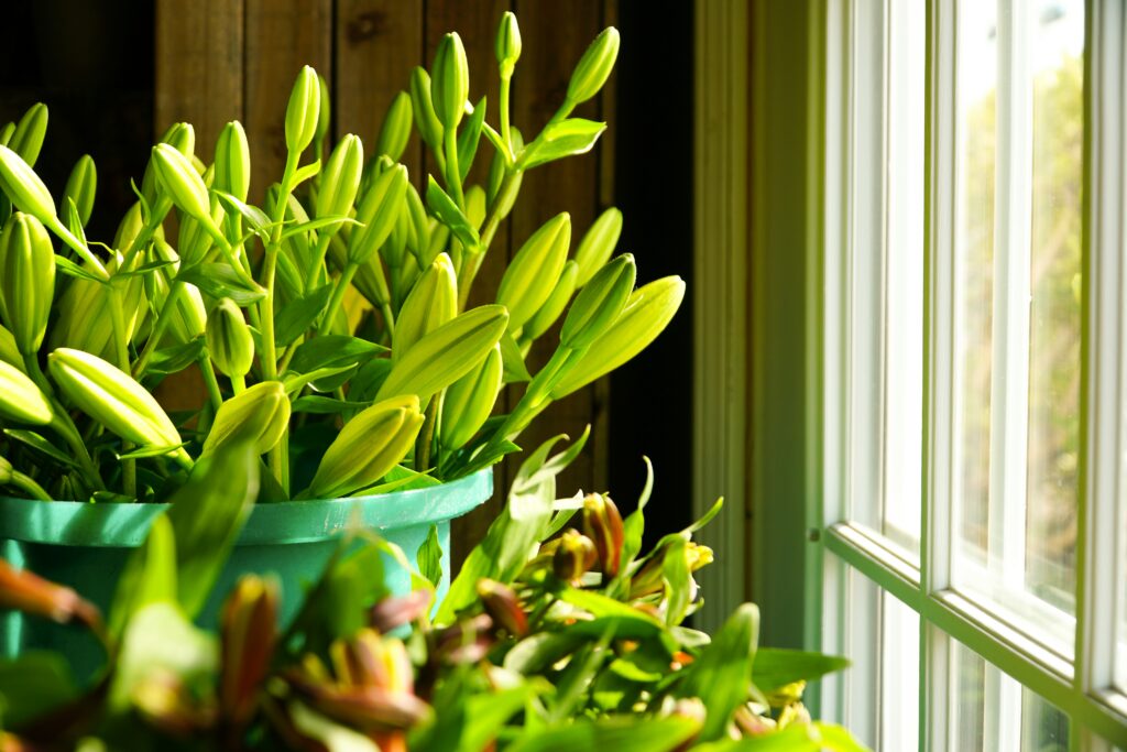 Plants near a sunny window.