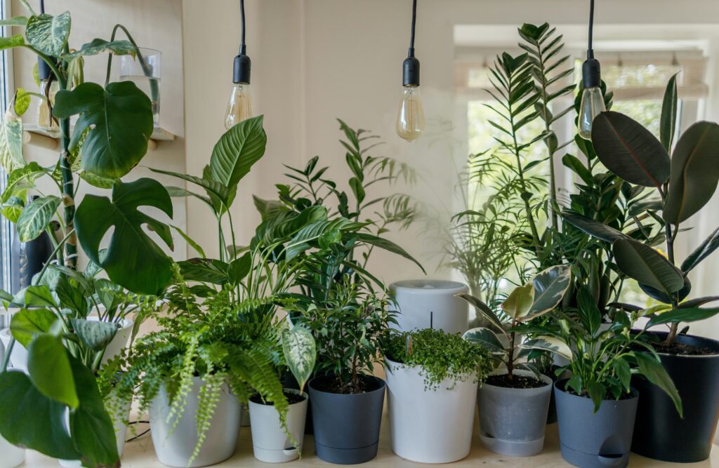Plants under hanging lighting.