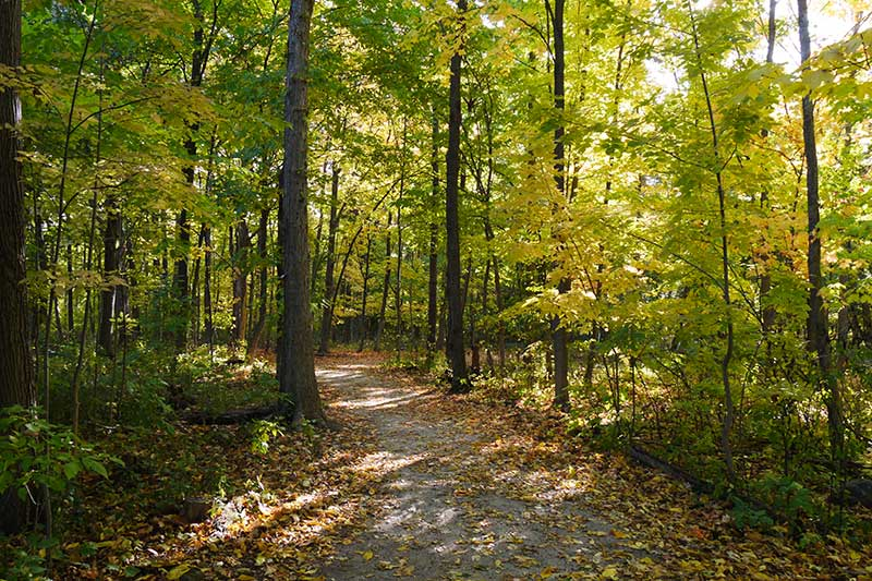 Picture of a trail at the Humber Arboretum.