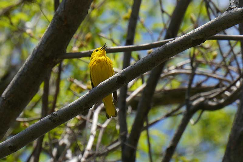 Picture of a yellow bird at the Humber Arboretum.