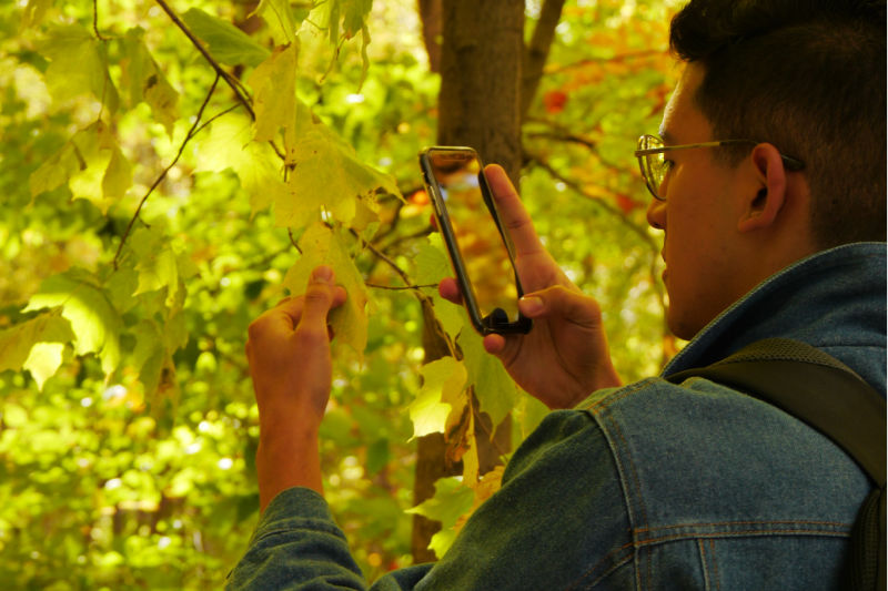 Picture of a person taking a picture of a leaf at the Humber Arboretum.