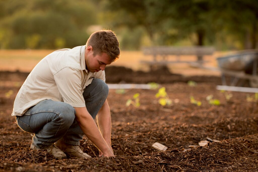 Picture of a man digging roles in a garden.