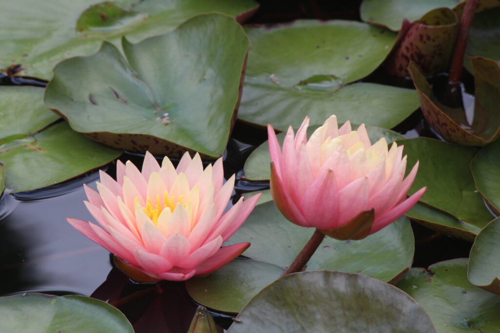 Picture of a water lily at the Humber Arboretum.