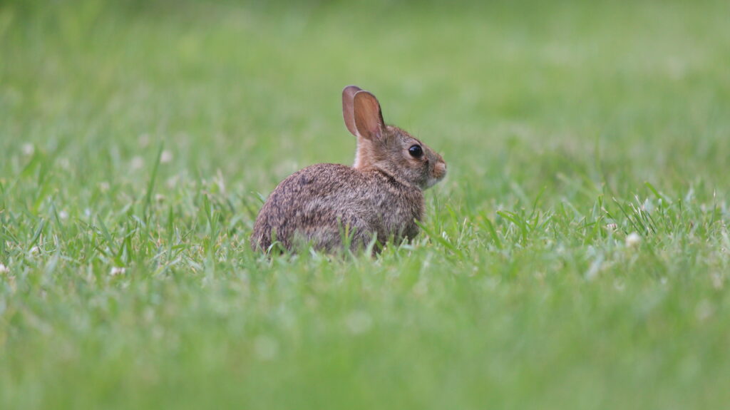 Picture of a rabbit at the Humber Arboretum.