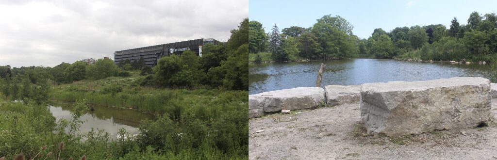 Picture of a wetland on the left and the Humber pond on the right at the Humber Arboretum.