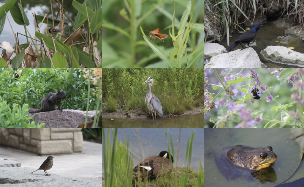 Pictures of many different species of animals at the Humber Arboretum.