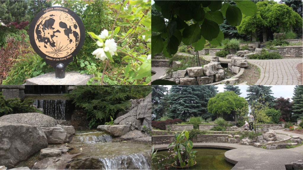 Pictures of the Garden of the Rising Moon at the Humber Arboretum.