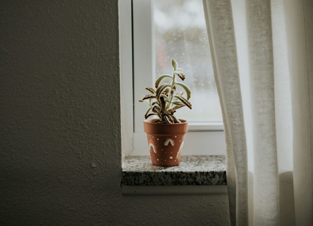 Picture of a green plant on a customized brown clay pot.