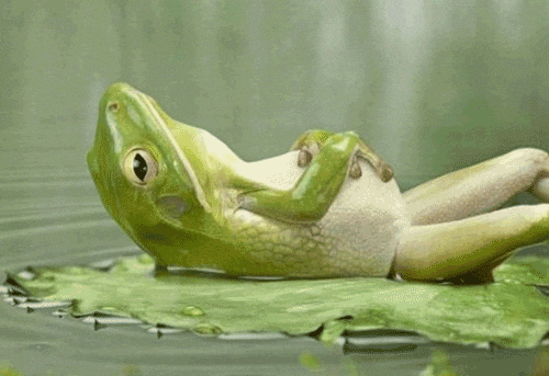 a frog laying on its back on a lily pad, relaxing