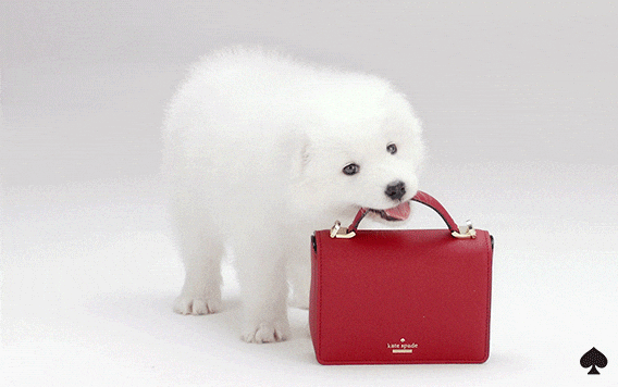 a dog taking away a red bag with its mouth
