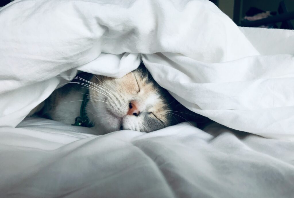 A cat sleeping on a bed under the comforter