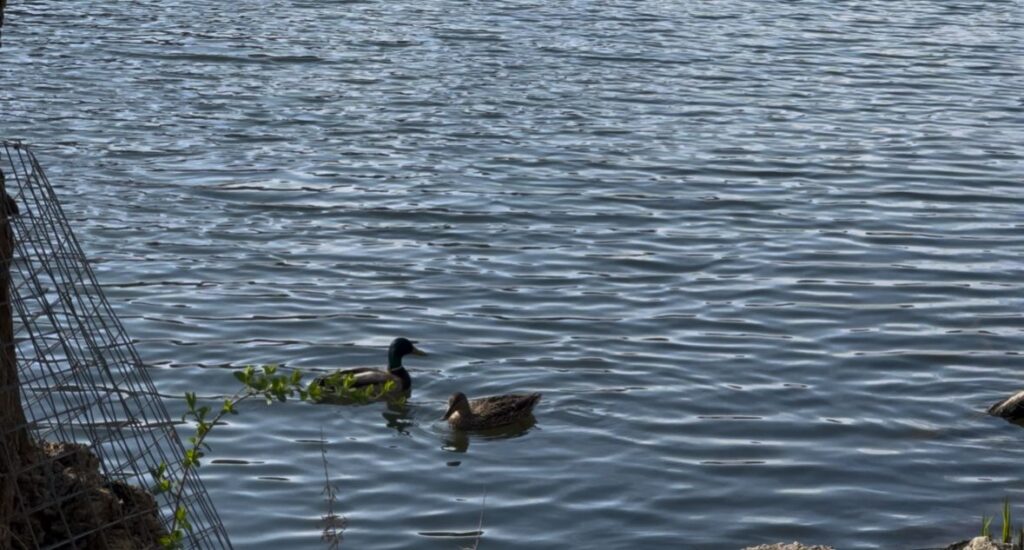 Two ducks swimming in the lake