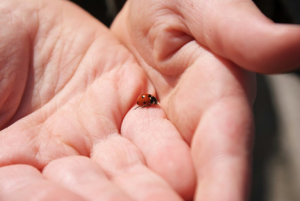 A close-up photo of a ladybug in a palm of a hand.