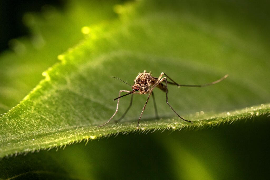 A close-up photo of a mosquito on a leaf