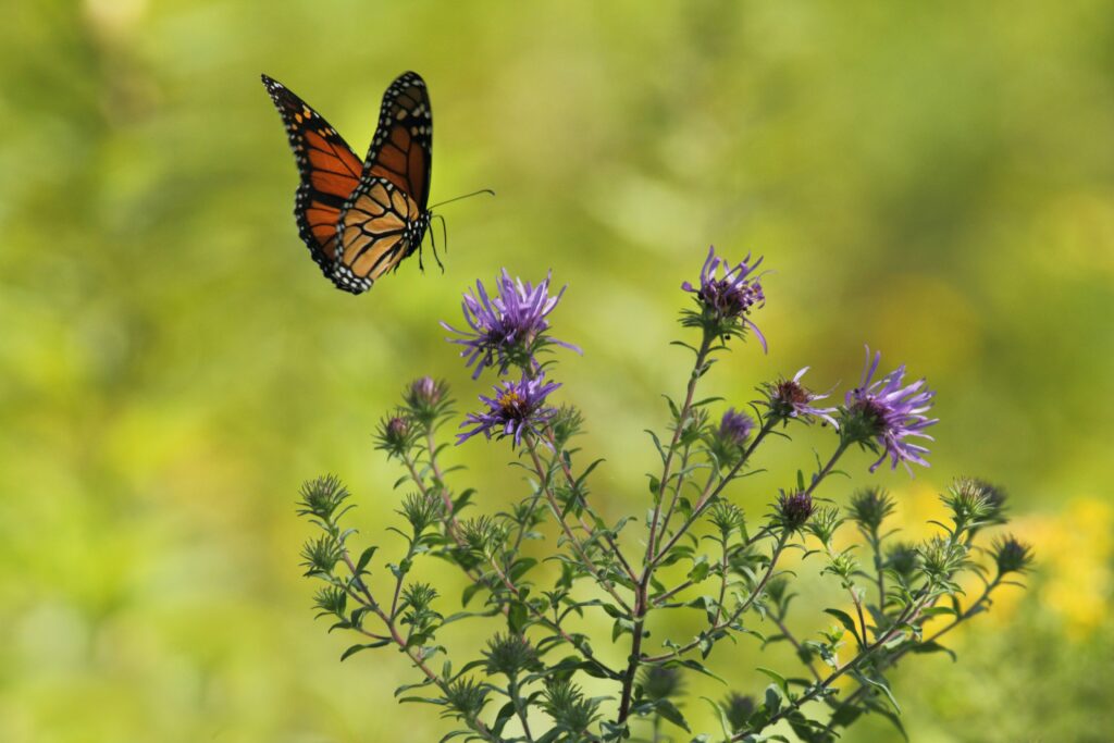 A photo of a butterfly flying near blooming flowers